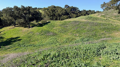 Vineyard development area