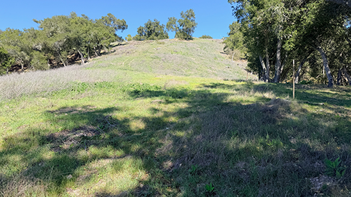 Area for vineyard development