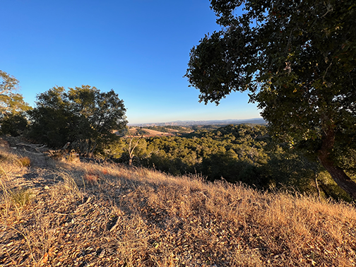 Classic California view