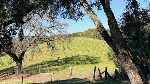 Hundred year old vines