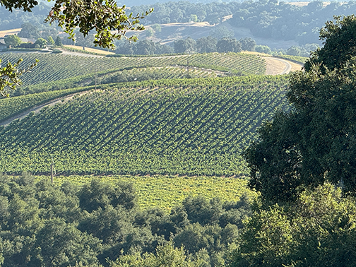 Neighboring vineyards